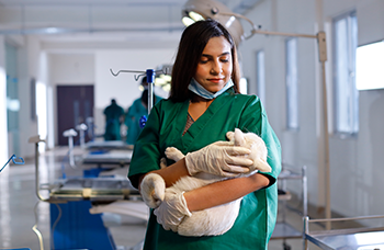 Doctor of Veterinary Medicine